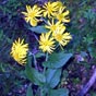 Le doronic d'Autriche (Doronicum austriacum) est une plante herbacée vivace de la famille des Asteraceae, qui affectionne les bois et ravins humides de la moyenne montagne. En France, on la trouve surtout dans le Massif central, notamment en Aubrac, entre